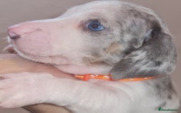 Miniature Dachshund dogs for sale: 💜Extra Dapple miniature Daschunds babys 💜 - Image 10