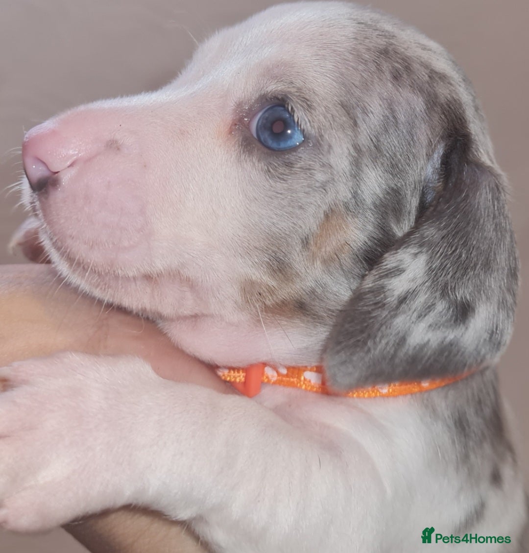 Miniature Dachshund dogs for sale: 💜Extra Dapple miniature Daschunds babys 💜 - Image 10