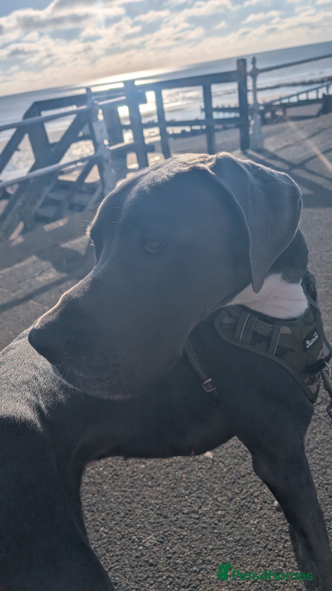 Great Dane dogs for sale: Great Dane 2 years - Advert 3