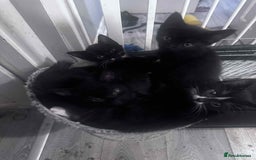 Mixed Breed cats for sale: Kittens - Image 4