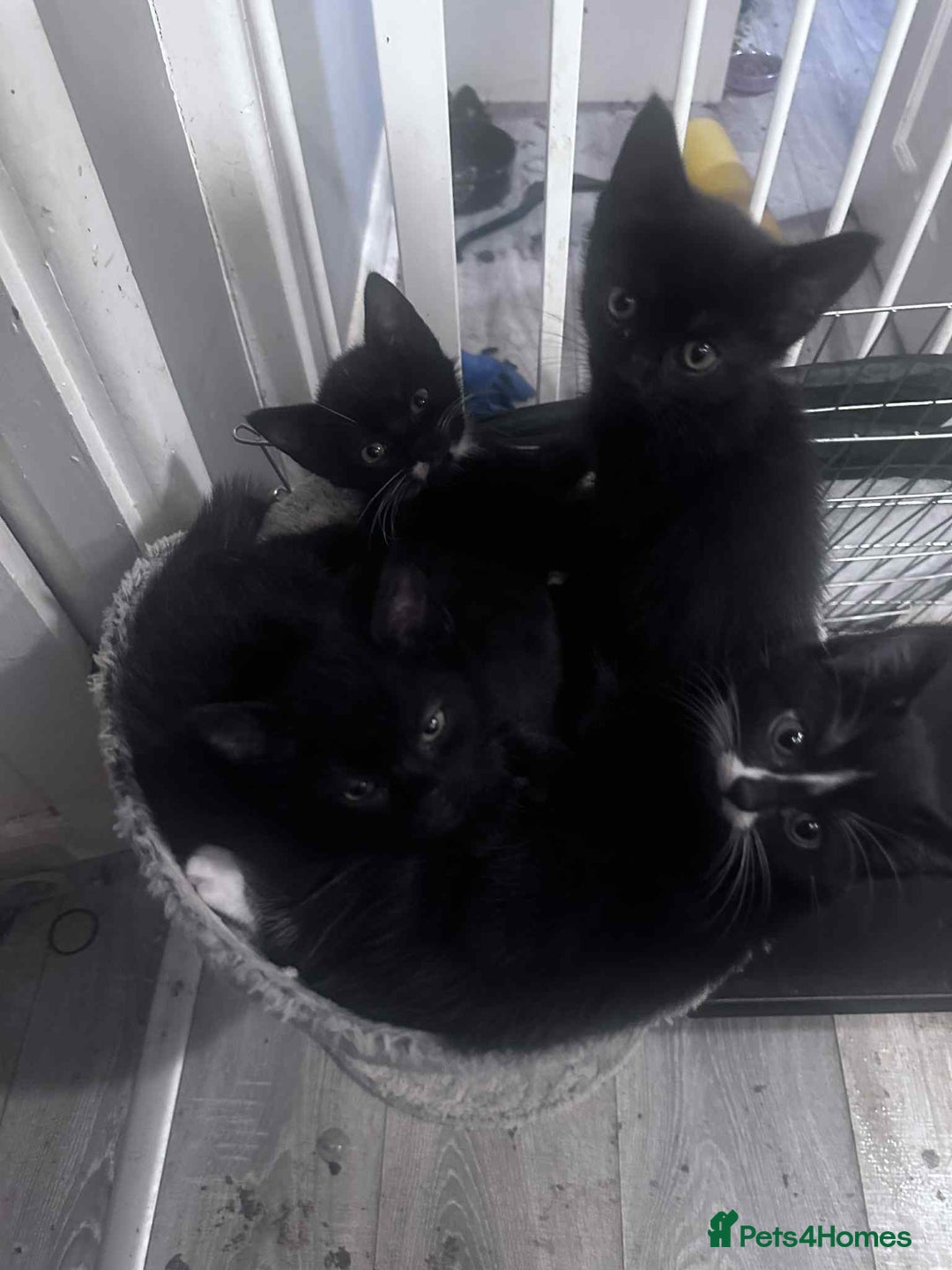 Mixed Breed cats for sale: Kittens - Image 4