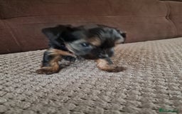 Yorkshire Terrier dogs for sale: Miss Asya puppies - Image 8