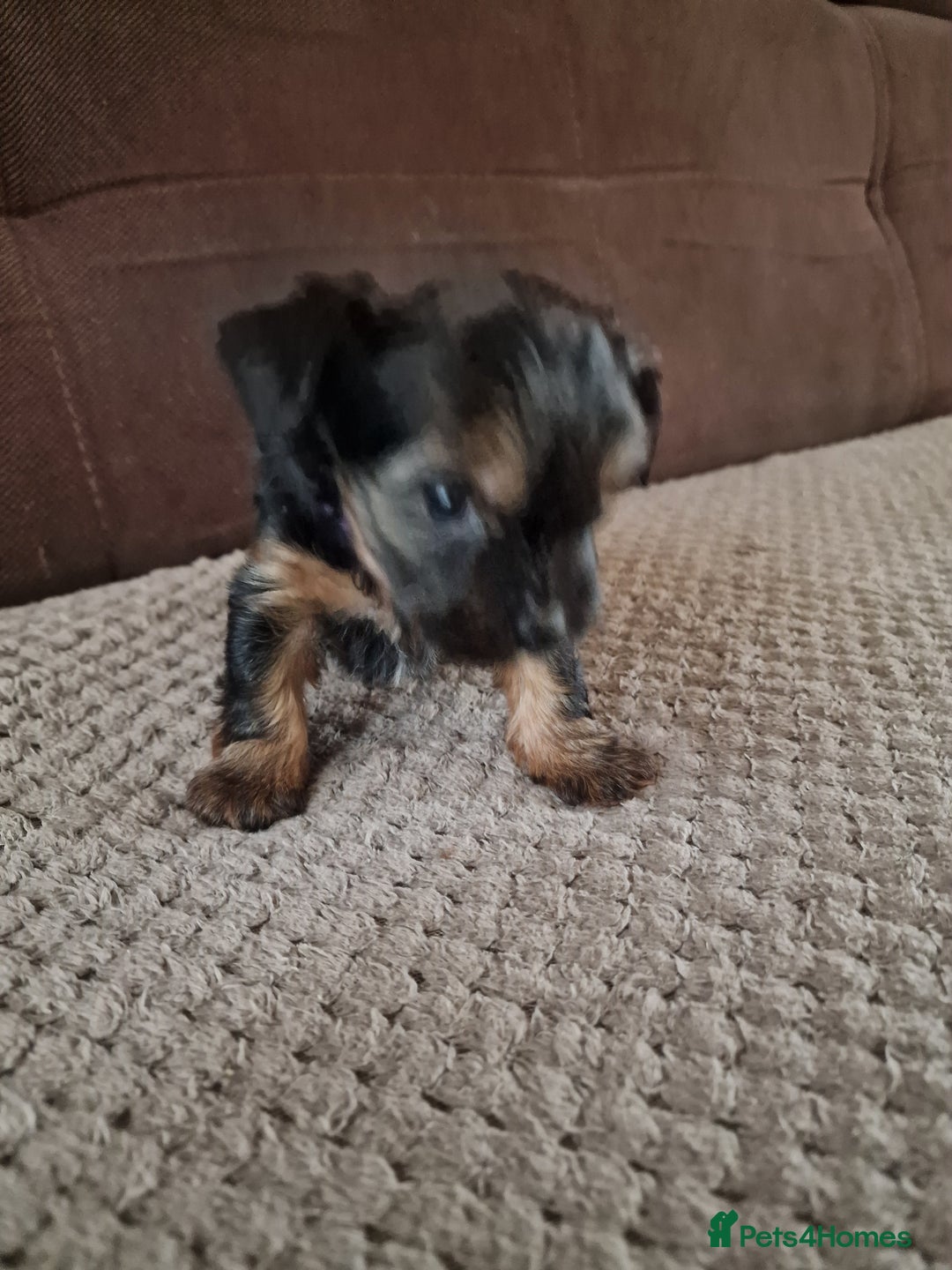 Yorkshire Terrier dogs for sale: Miss Asya puppies - Image 8