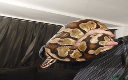 Python Snake reptiles for sale: 2 x royal ball pythons with complete set up - Image 10