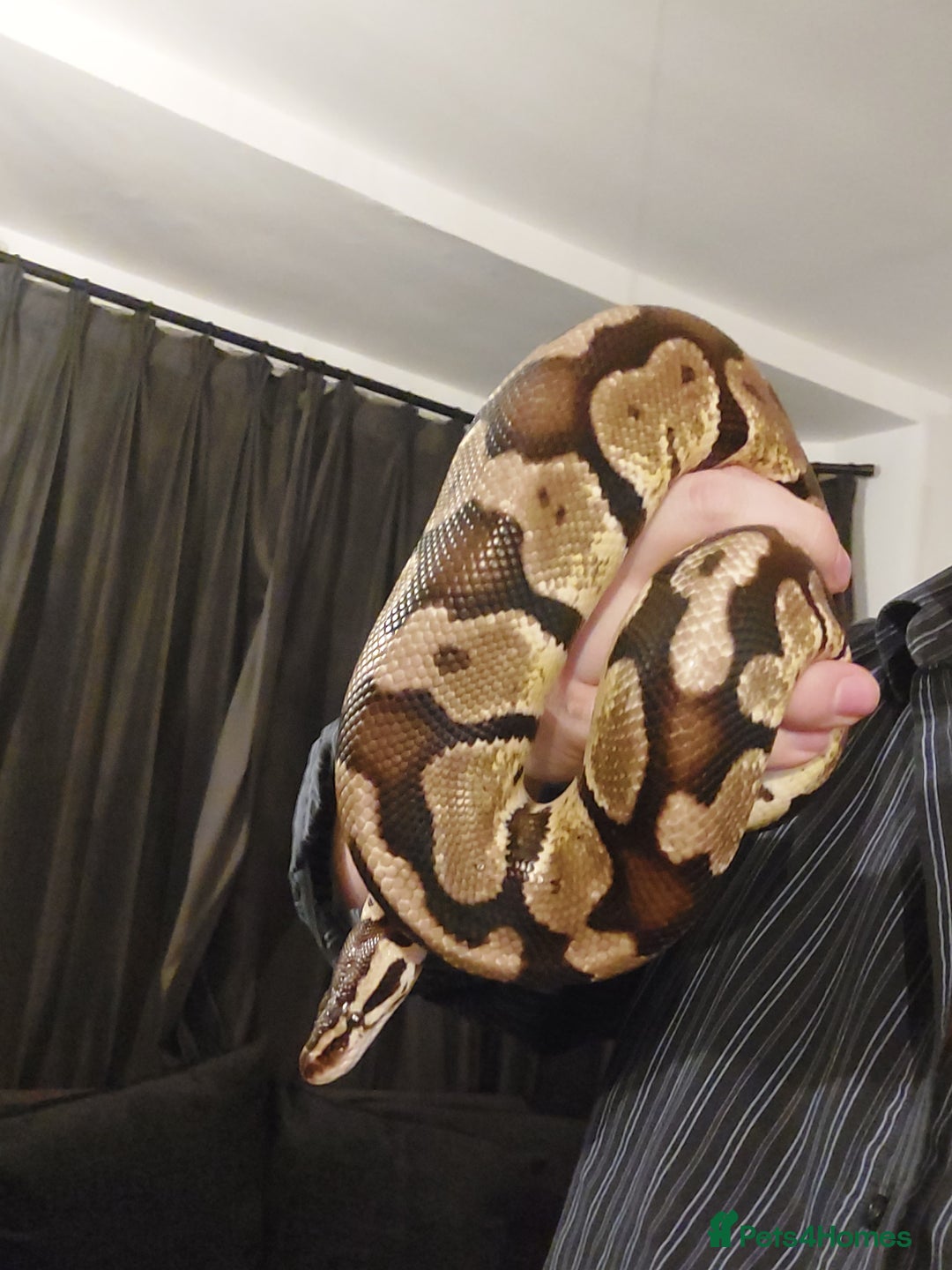 Python Snake reptiles for sale: 2 x royal ball pythons with complete set up - Image 10