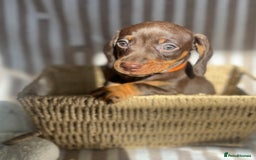 Miniature Dachshund dogs for sale: Miniature dachshunds READY for forever home 🐶🤎 - Image 23