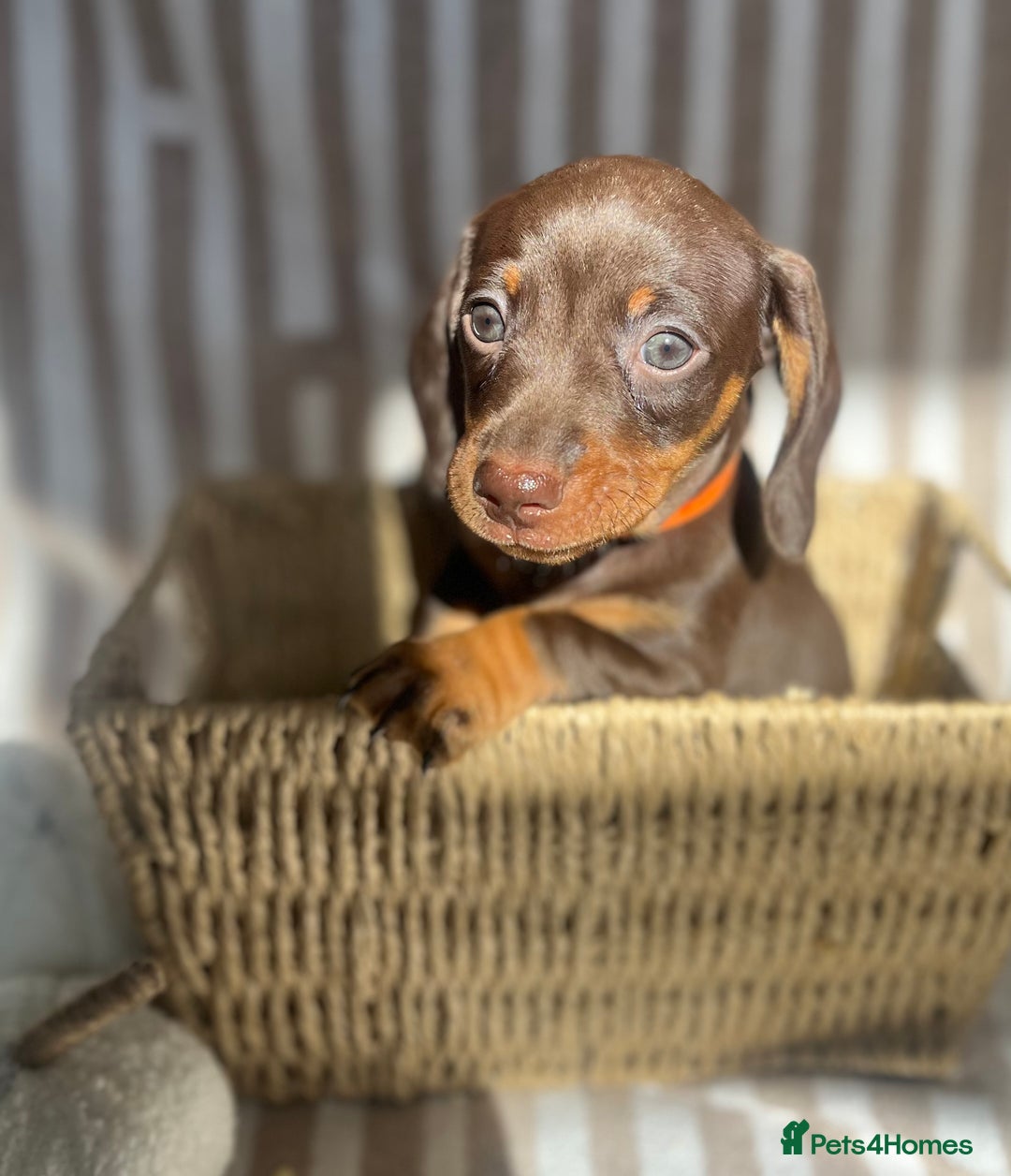 Miniature Dachshund dogs for sale: Miniature dachshunds READY for forever home 🐶🤎 - Image 23