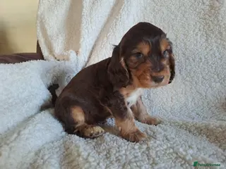 Cocker Spaniel dogs Quality Show Cocker Spaniel Puppies - Advert 7