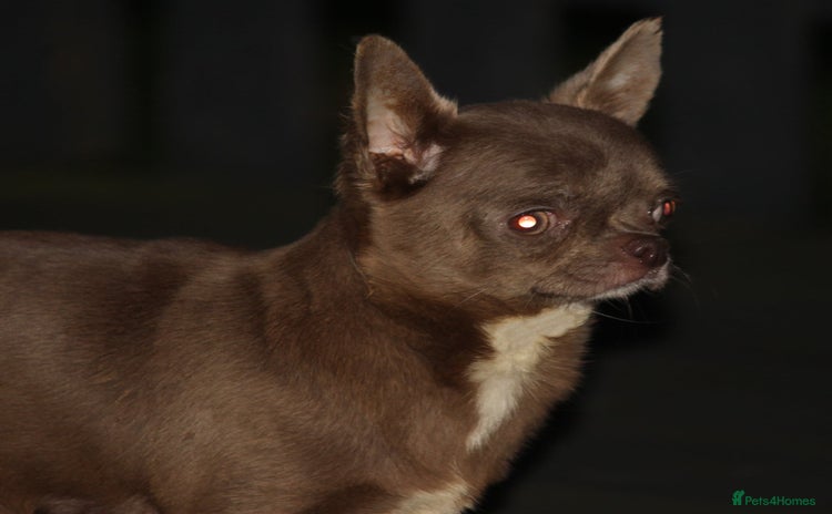 Chihuahua dogs - Advert 1