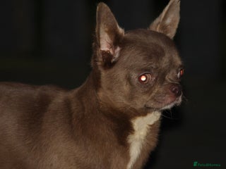 Chihuahua dogs - Advert 1