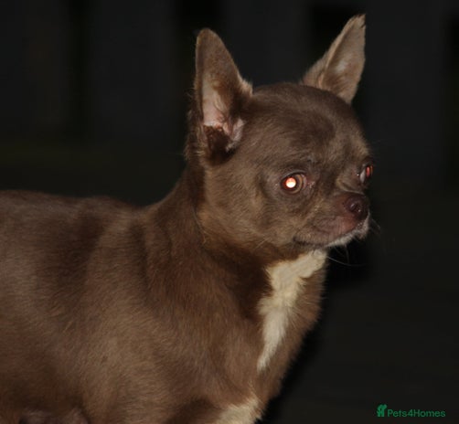 Chihuahua dogs - Advert 1