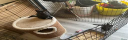 Mixed Breed cats for sale: Ready for new homes now  - Advert 4