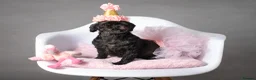 Mixed Breed dogs for sale: Imperial Shihtzu X Chihuahua Puppies  in Grays - Advert 10