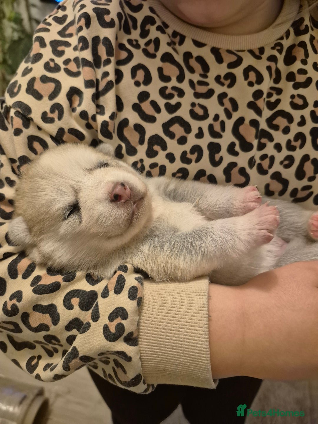 Pomsky dogs for sale: 🐾 New Year Pomsky Puppies – Mini Husky 🐾 - Advert 21