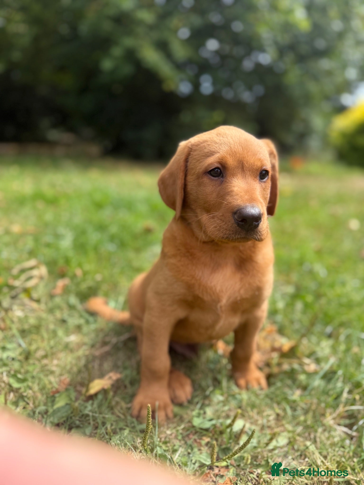 Labrador Retriever dogs Kc reg ftch Labrador puppies - Advert 4