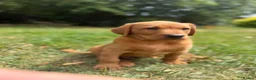 Labrador Retriever dogs for sale: Kc reg ftch Labrador puppies - Advert 1