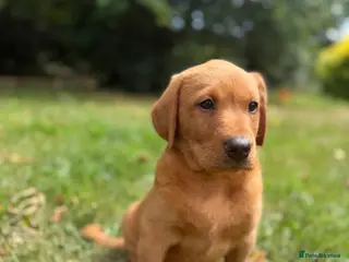 Labrador Retriever dogs Kc reg ftch Labrador puppies - Advert 5