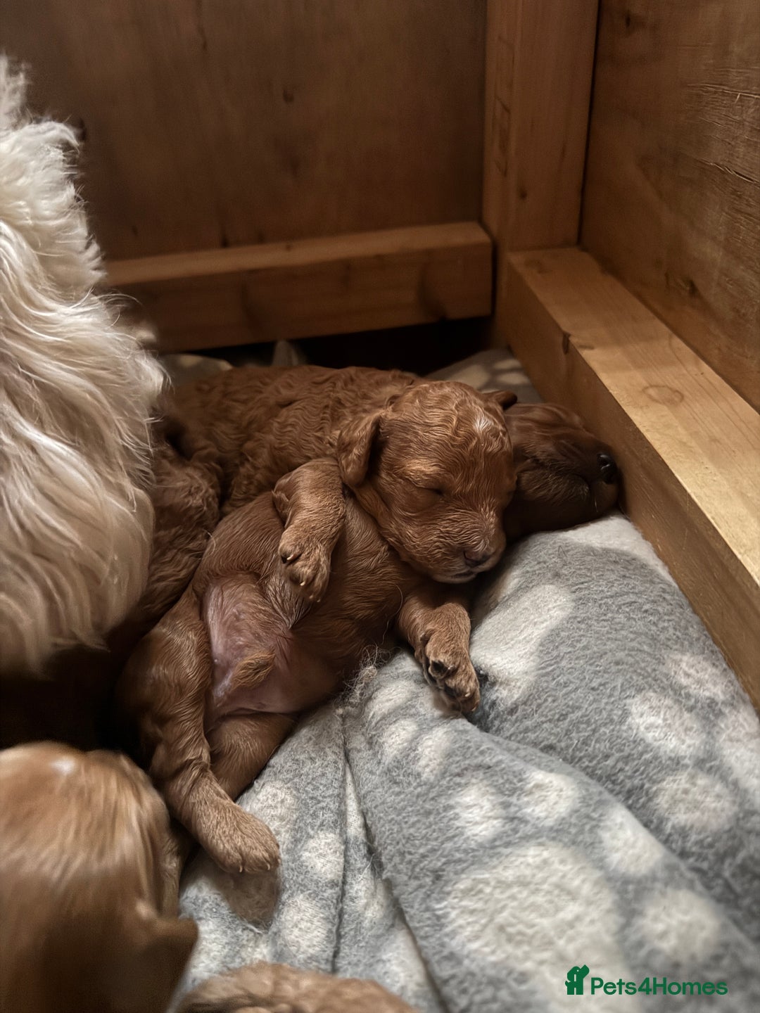 Cockapoo dogs for sale: Cockapoo puppies in Preston - Image 16