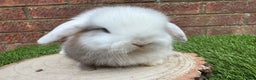 Mini Lop rabbits for sale: Stunning purebred mini lop ready to reserve  - Advert 5