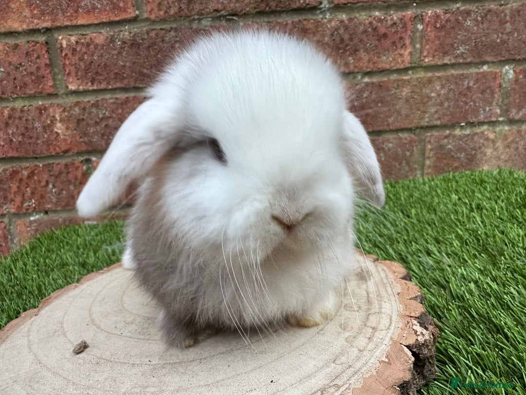 Mini Lop rabbits for sale: Stunning purebred mini lop ready to reserve  - Advert 5