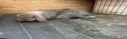 Continental Giant rabbits for sale: French Lops & Mini Lops  - Advert 4