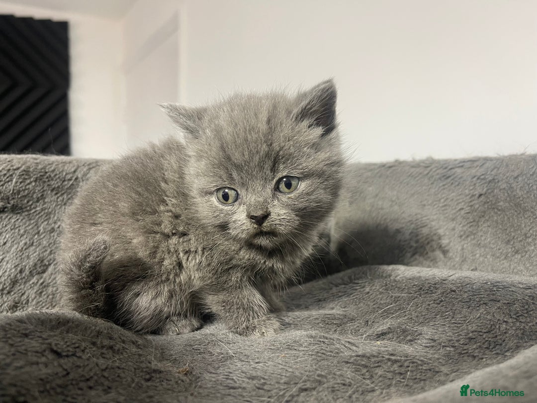 British Shorthair cats for sale: 2 british blue shorthair boys - Advert 5