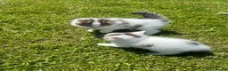 British Longhair cats for sale: CUTE FLUFFY KITTENS LOOKING FOR A FOREVER HOME - Advert 22