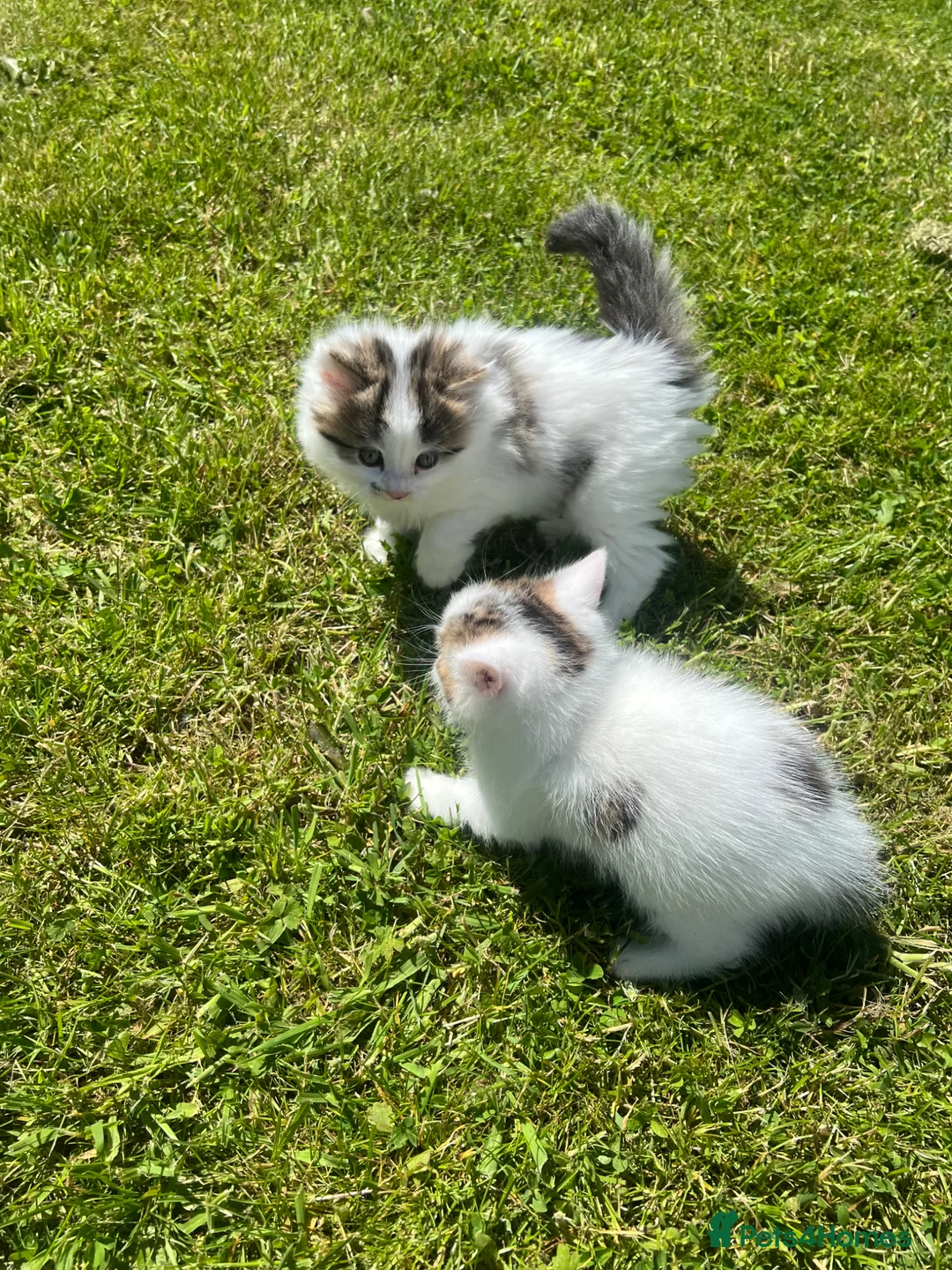 British Longhair cats for sale: CUTE FLUFFY KITTENS LOOKING FOR A FOREVER HOME - Advert 22