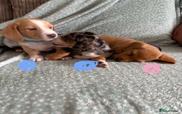 Miniature Dachshund dogs for sale: 5 beautiful miniature dachshunds for sale - Image 18