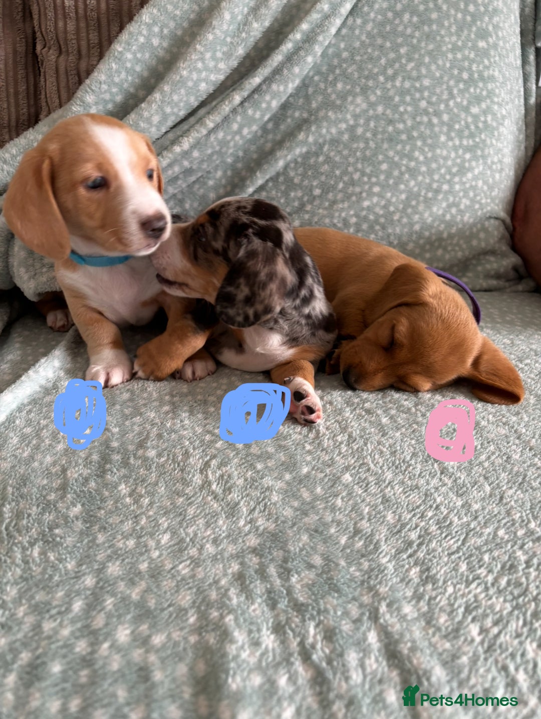Miniature Dachshund dogs for sale: 5 beautiful miniature dachshunds for sale - Image 18