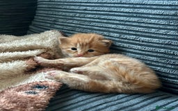 Ragdoll cats for sale: Tabby Ragdoll Kittens ❤️‍🔥 - Advert 11