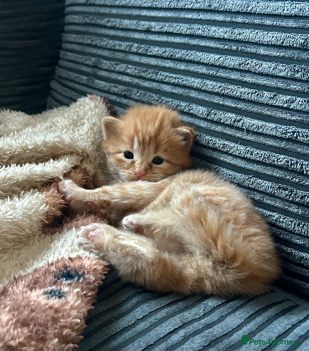 Ragdoll cats for sale: Tabby Ragdoll Kittens ❤️‍🔥 - Advert 11