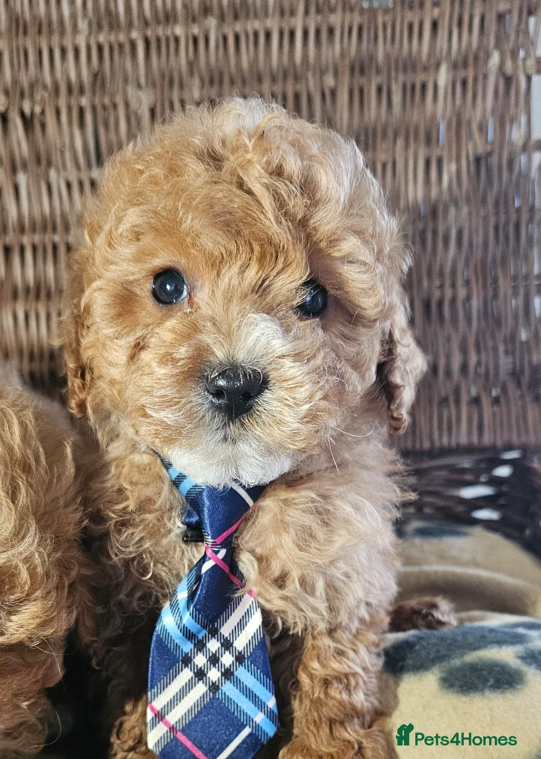 Cavapoo dogs for sale: Cavapoo puppies heath checked by vet  - Advert 4
