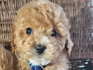 Cavapoo dogs Only 1 now heath checked by vet checked ** 2 - Advert 3