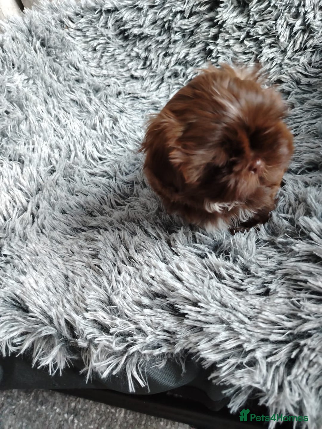 Shih Tzu dogs for sale: Imperial shi tzu babies  - Image 8