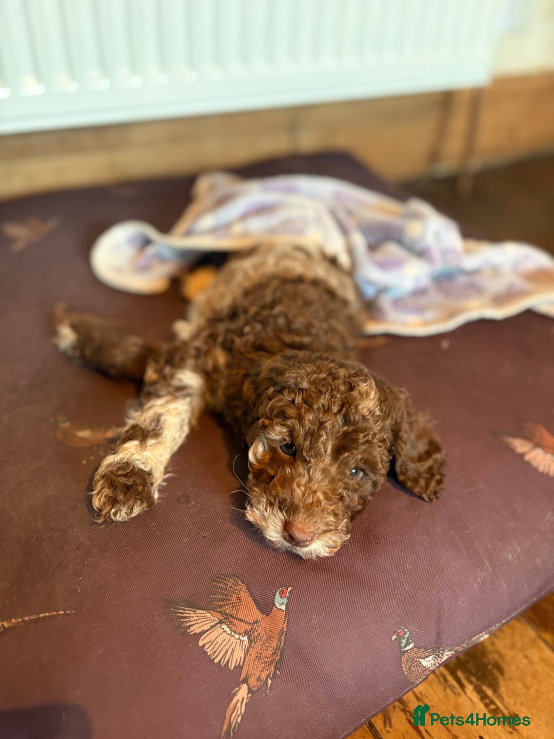 Cockapoo dogs for sale: F1b cockapoo puppies - Advert 33