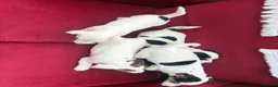 Jack Russell dogs for sale: Jack Russell puppies in Lampeter - Advert 11