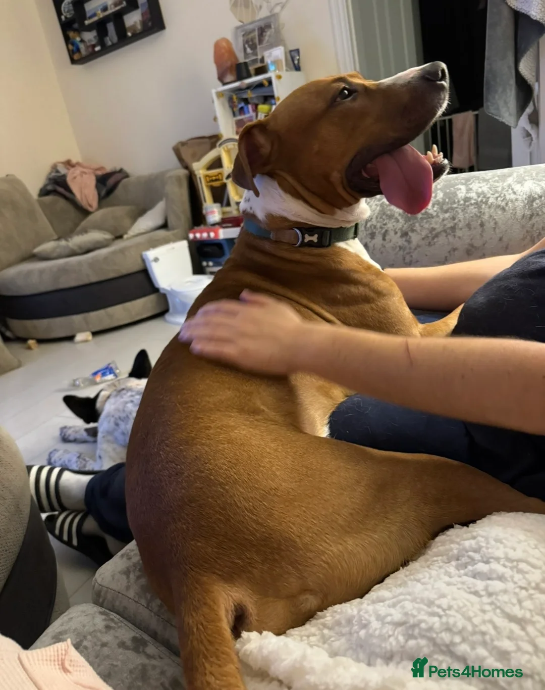 Mixed Breed dogs for sale: 3yr old male American bulldog x staff in Ipswich - Advert 5