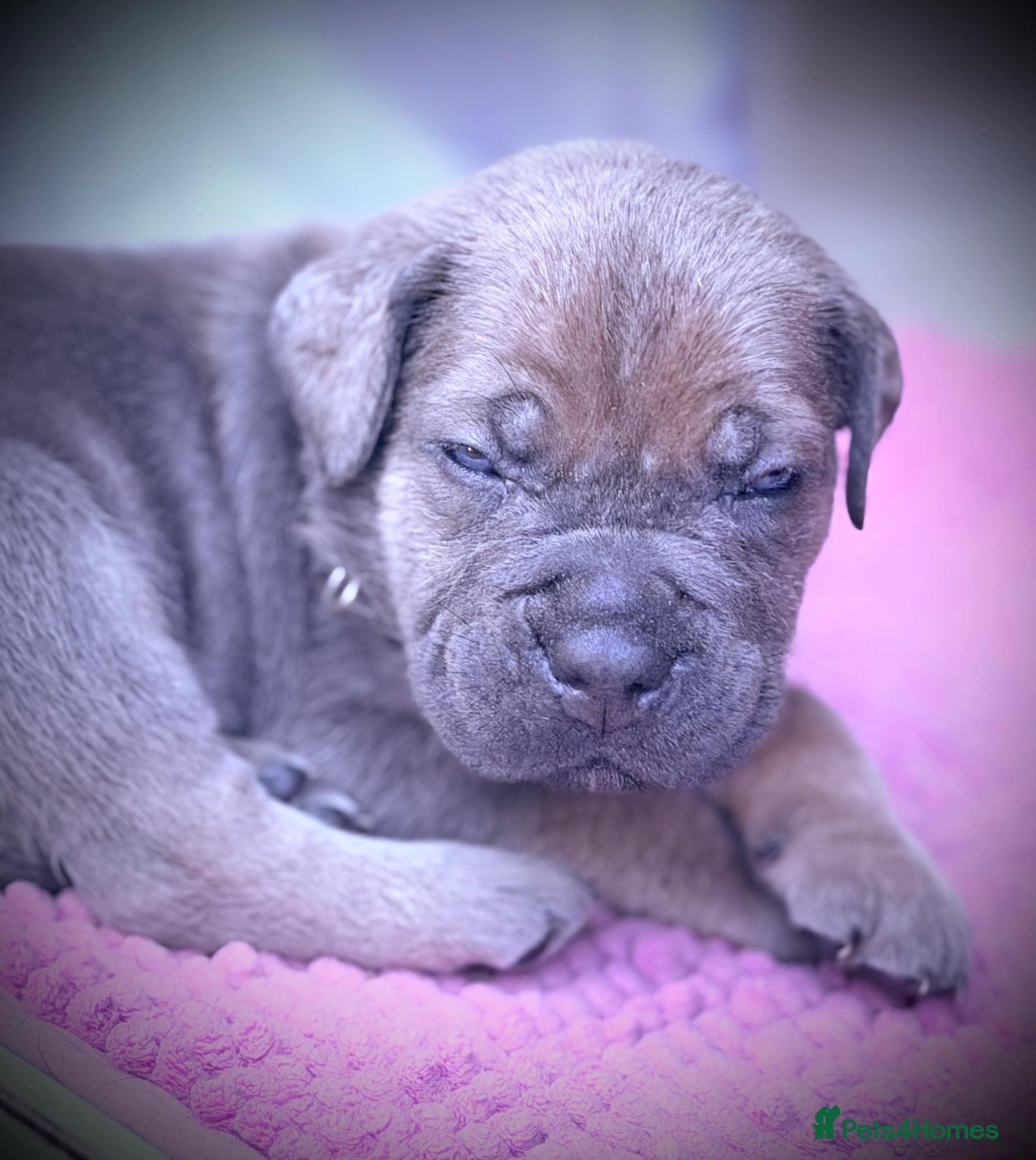 Cane Corso dogs 🐾 Balestra Magica Corso – Litter “K” 🐾 - Advert 1