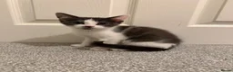 Mixed Breed cats for sale: Male and Female Kittens ready for Forever home  in Shipley - Advert 3