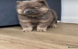 Chow Chow dogs for sale:  2 left chows  price reduced papers to hand   in Enfield - Image 1