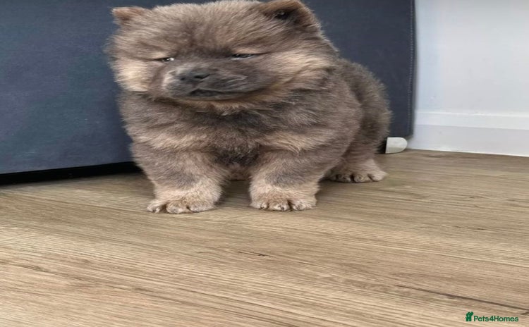 Chow Chow dogs in Enfield - Advert 2