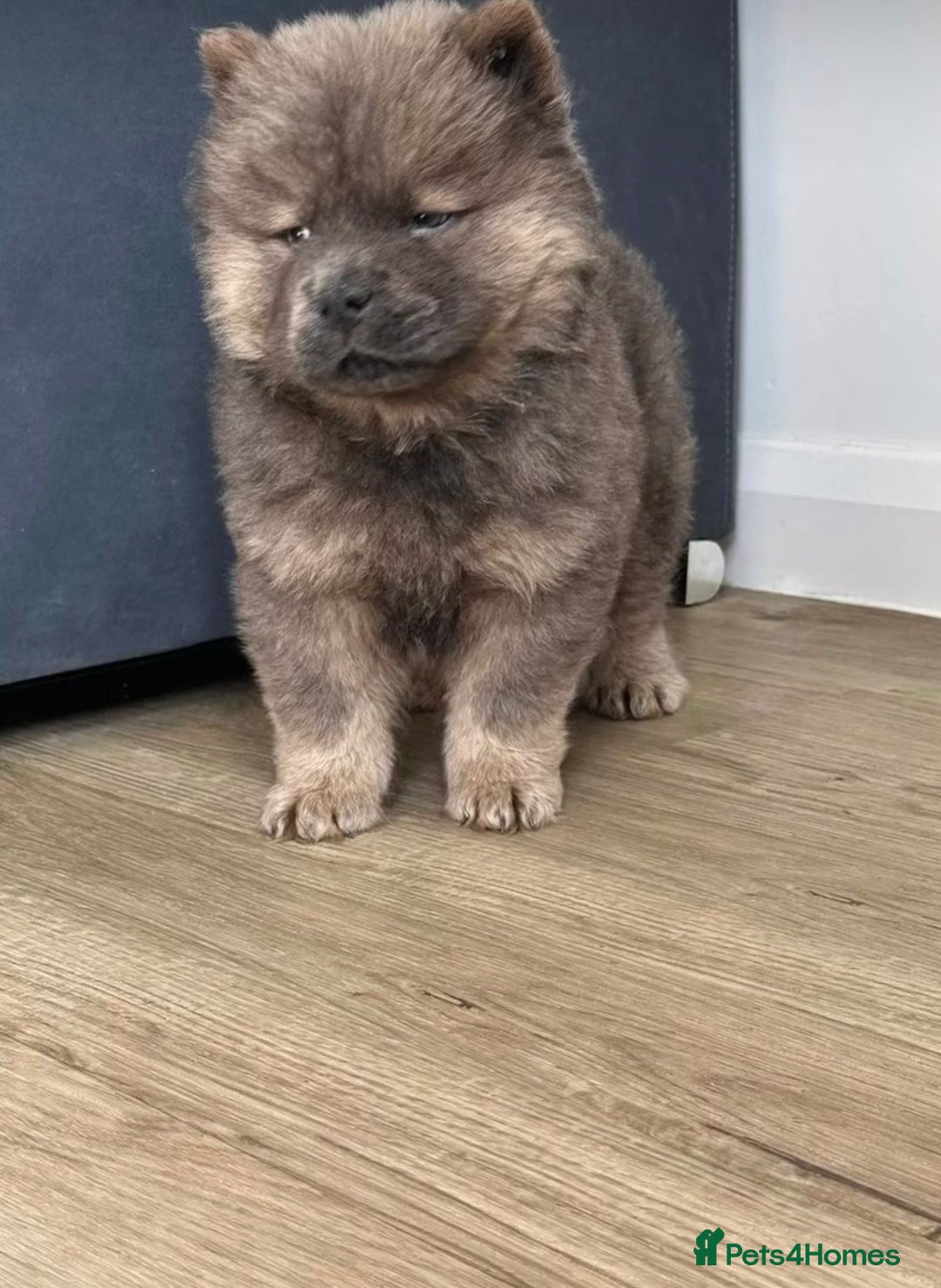 Chow Chow dogs for sale:  2 left chows  price reduced papers to hand   in Enfield - Image 1