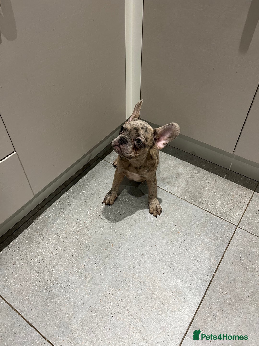 French Bulldog dogs for sale: Multi Coloured Merle French Bulldog Pups  - Advert 18