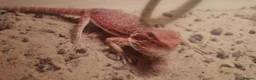 Bearded Dragon reptiles for sale: Bearded Dragon and Cage - Advert 1