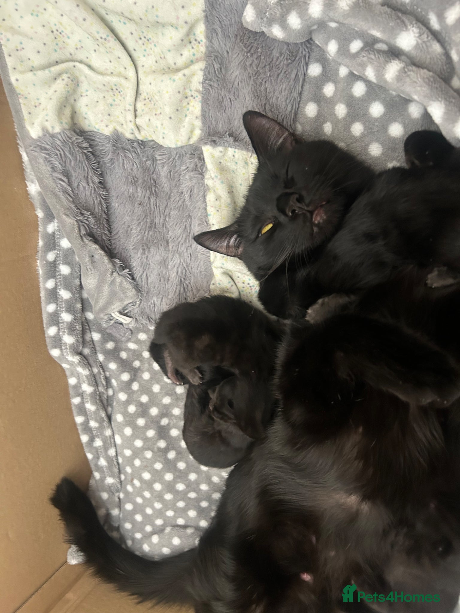 Mixed Breed cats Kittens For Sale - Advert 1