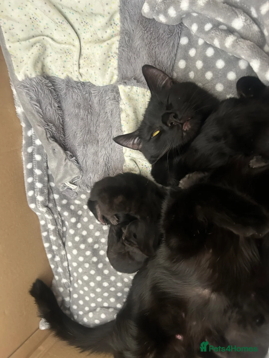 Mixed Breed cats for sale: Kittens For Sale in Gloucester - Advert 1