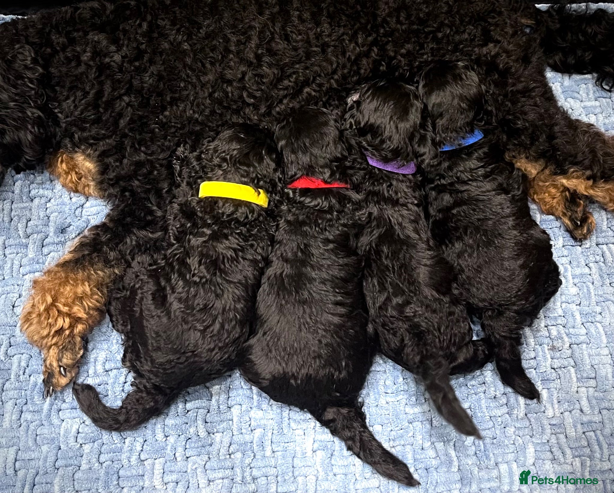Miniature Poodle dogs 🌟Stunning Mini Poodles🌟CHAMPION LINES, DNA CLEAR - Advert 1