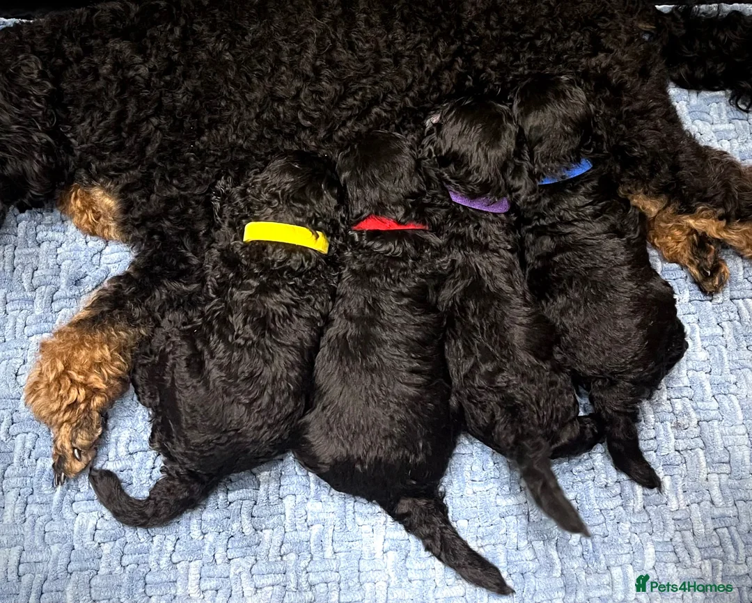 Miniature Poodle dogs for sale: 🌟Stunning Mini Poodles🌟CHAMPION LINES, DNA CLEAR - Advert 11