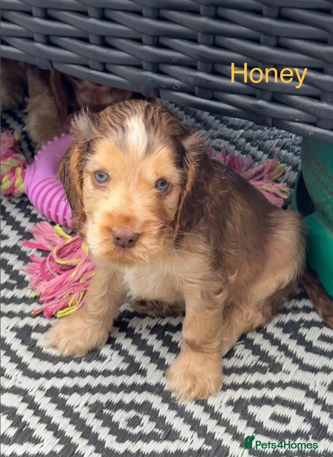 Cocker Spaniel dogs Stunning Show Cocker Spaniel Puppies - Advert 2